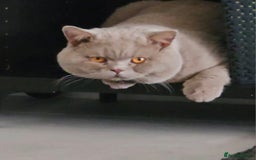British Shorthair cats for stud: 🩵Stunning lilac British shorthair for stud 🩵 - Image 3