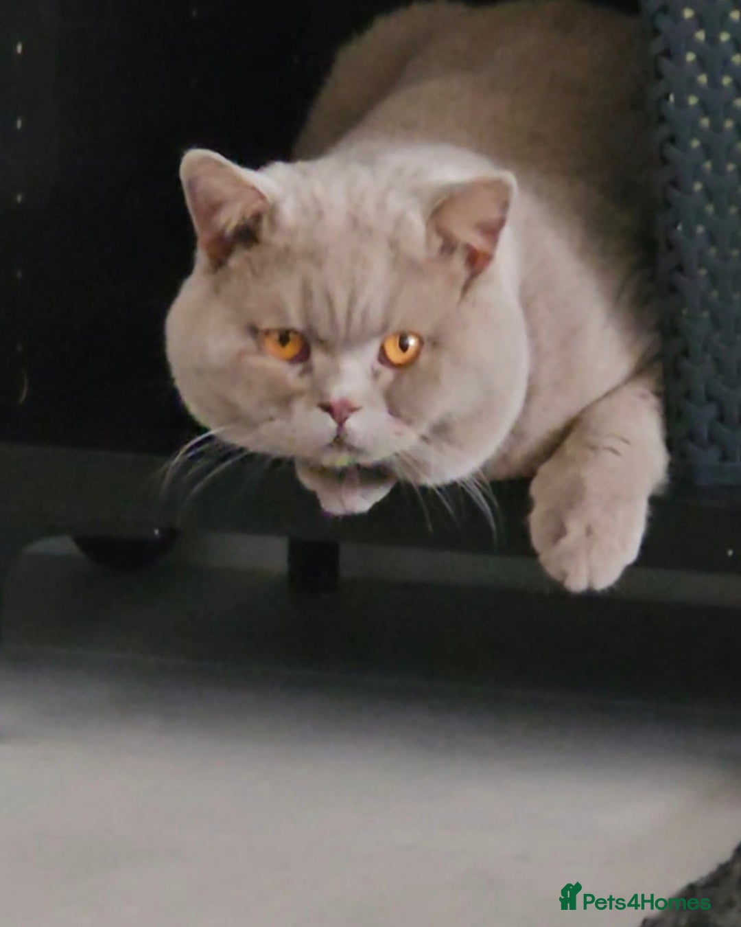 British Shorthair cats for stud: 🩵Stunning lilac British shorthair for stud 🩵 - Image 3