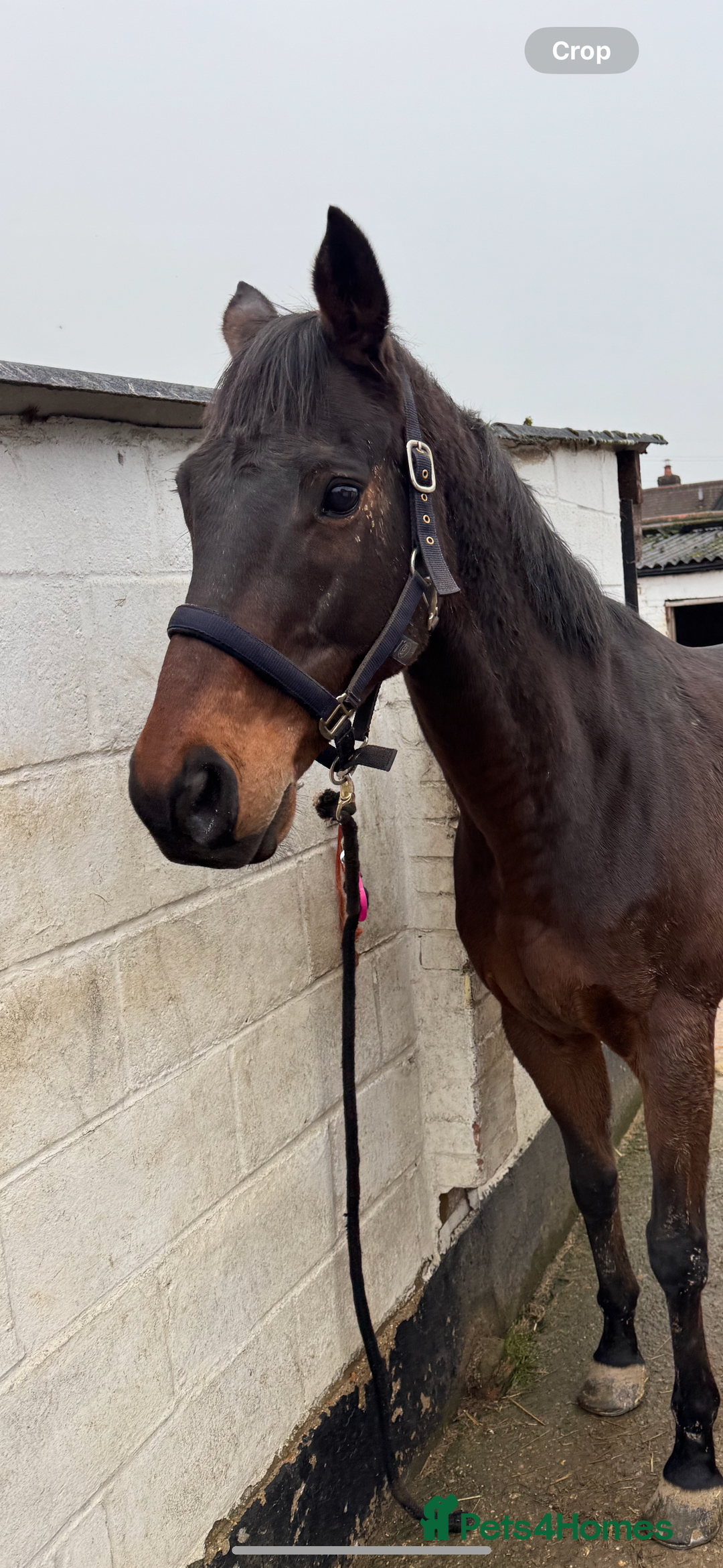 Irish Thoroughbred horses for sale: Bruno, lovely 16.2 gelding for sale  - Advert 6