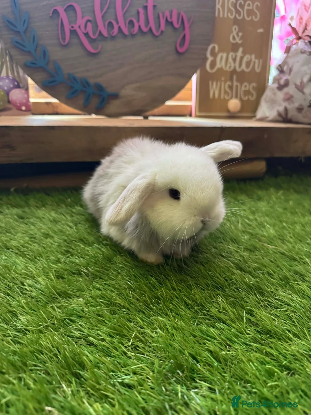 Mini Lop rabbits for sale: Pedigree Mini Lops - Advert 1
