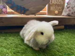 Mini Lop rabbits for sale: Pedigree Mini Lops - Advert 1