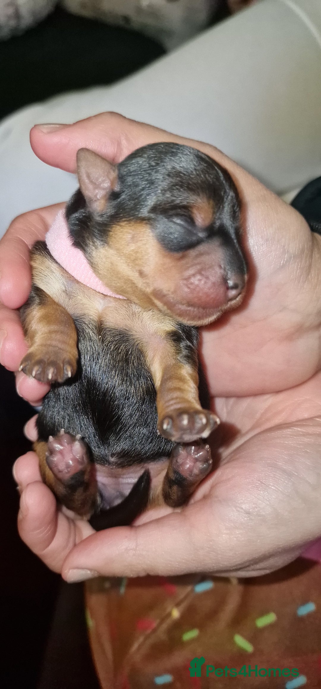 Yorkshire Terrier dogs for sale: 💖 Stunning Yorkshire Terrier Puppies in Derby - Image 6