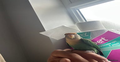 Lovebirds birds - Advert 2