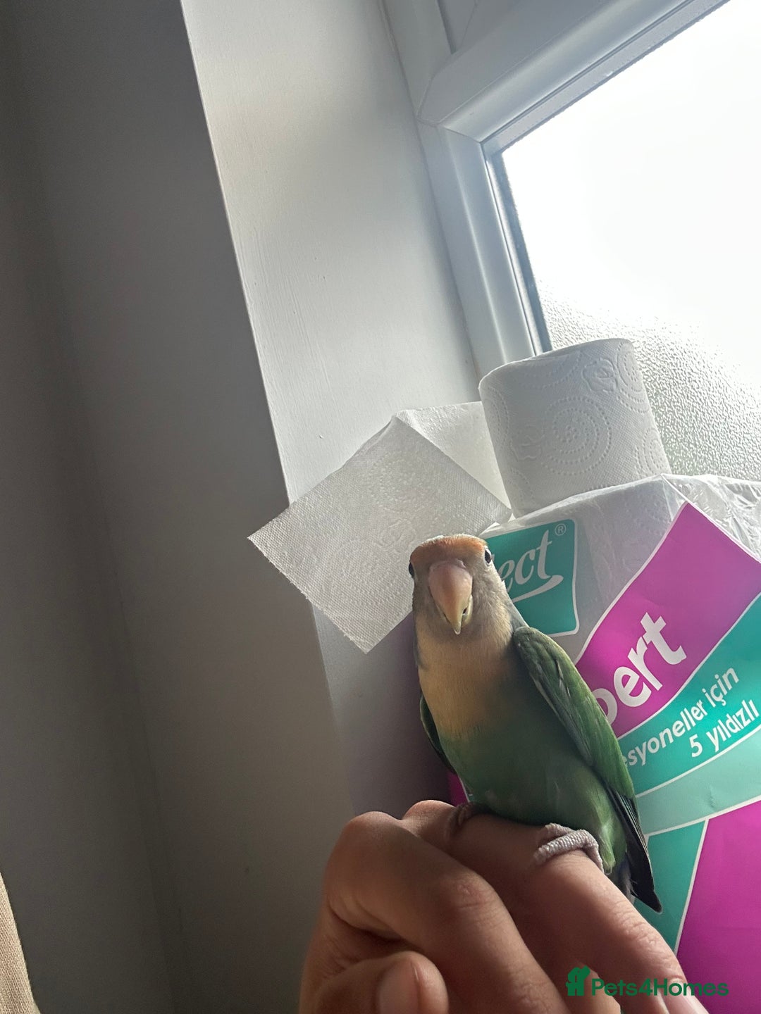 Lovebirds birds for sale: Lovebirds and Budgies for sale  - Image 2