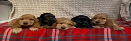 Cocker Spaniel dogs for sale: STUNNING COCKER SPANIEL PUPPIES  - Advert 11