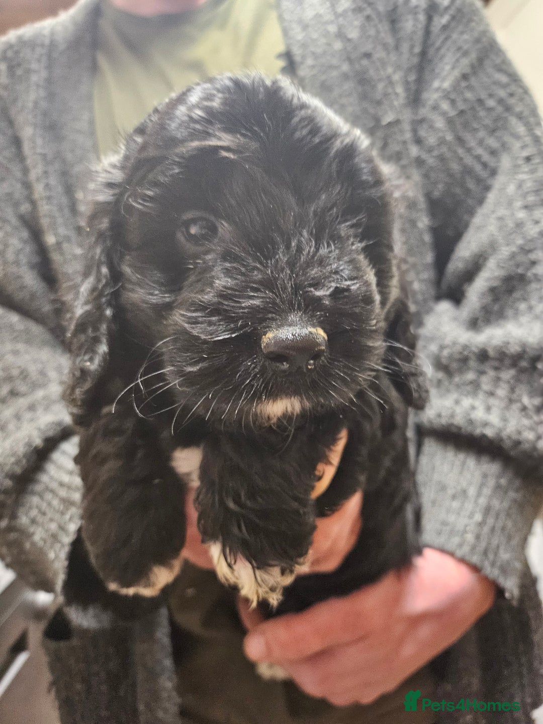 Cockapoo dogs for sale: Cockapoo Babies - Advert 3