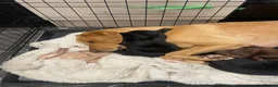 Springador dogs for sale: Mixed breed Springador puppies - Advert 7
