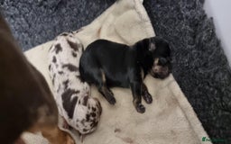 Chihuahua dogs for stud: Merle Chihuahua Stud - Image 10