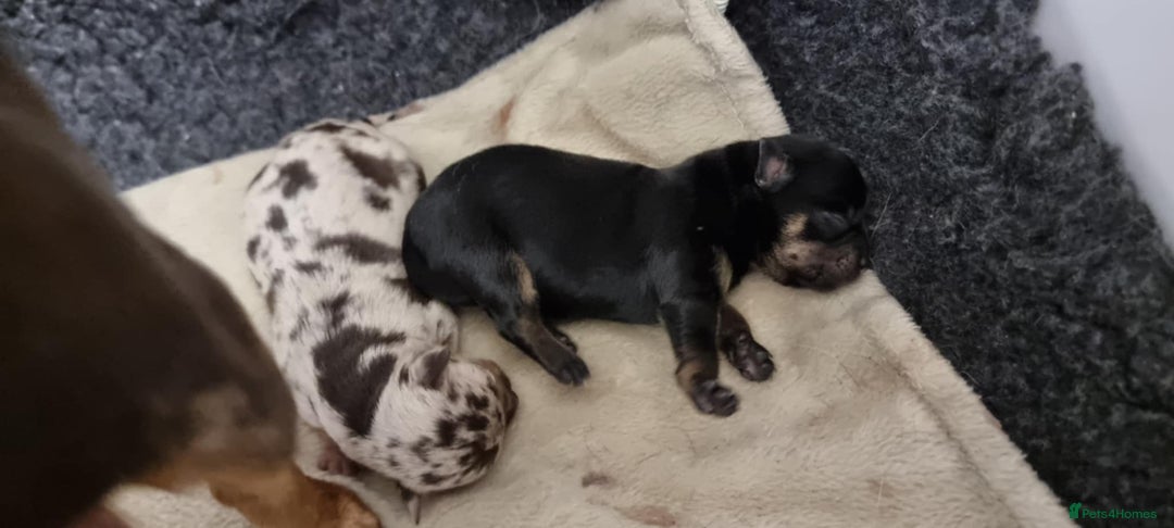 Chihuahua dogs for stud: Merle Chihuahua Stud - Image 10