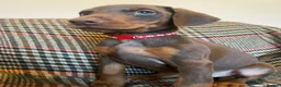 Dobermann dogs for sale: dobermann pinscher - Advert 19