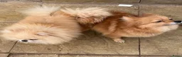 Pomeranian dogs for sale: Pomeranian puppies  - Advert 12
