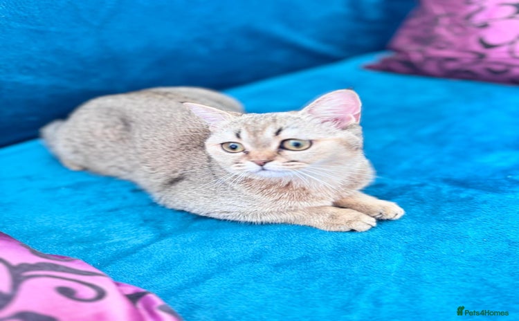 Scottish Fold cats - Advert 6