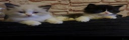 Ragdoll cats for sale: Beautiful Ragdoll kittens, ready now - Advert 9
