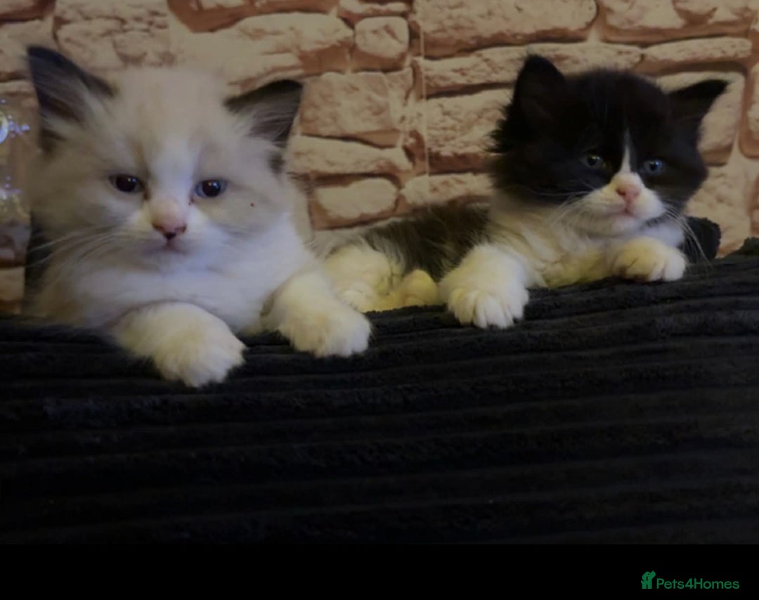 Ragdoll cats for sale: Beautiful Ragdoll kittens, ready now - Advert 9