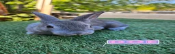 Rex rabbits for sale: Rex & Mini Rex Kits Available - Advert 3