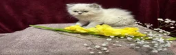 Persian cats for sale: 3 CHEEKY COLOURPOINT PERSIAN BOYS (READY FRI 17TH) - Advert 2