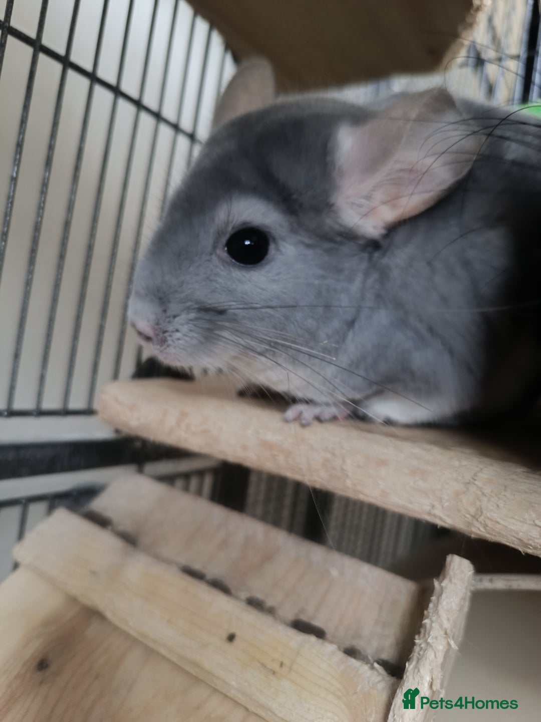 Chinchilla rodents for sale: Chinchillas for sale  - Advert 7