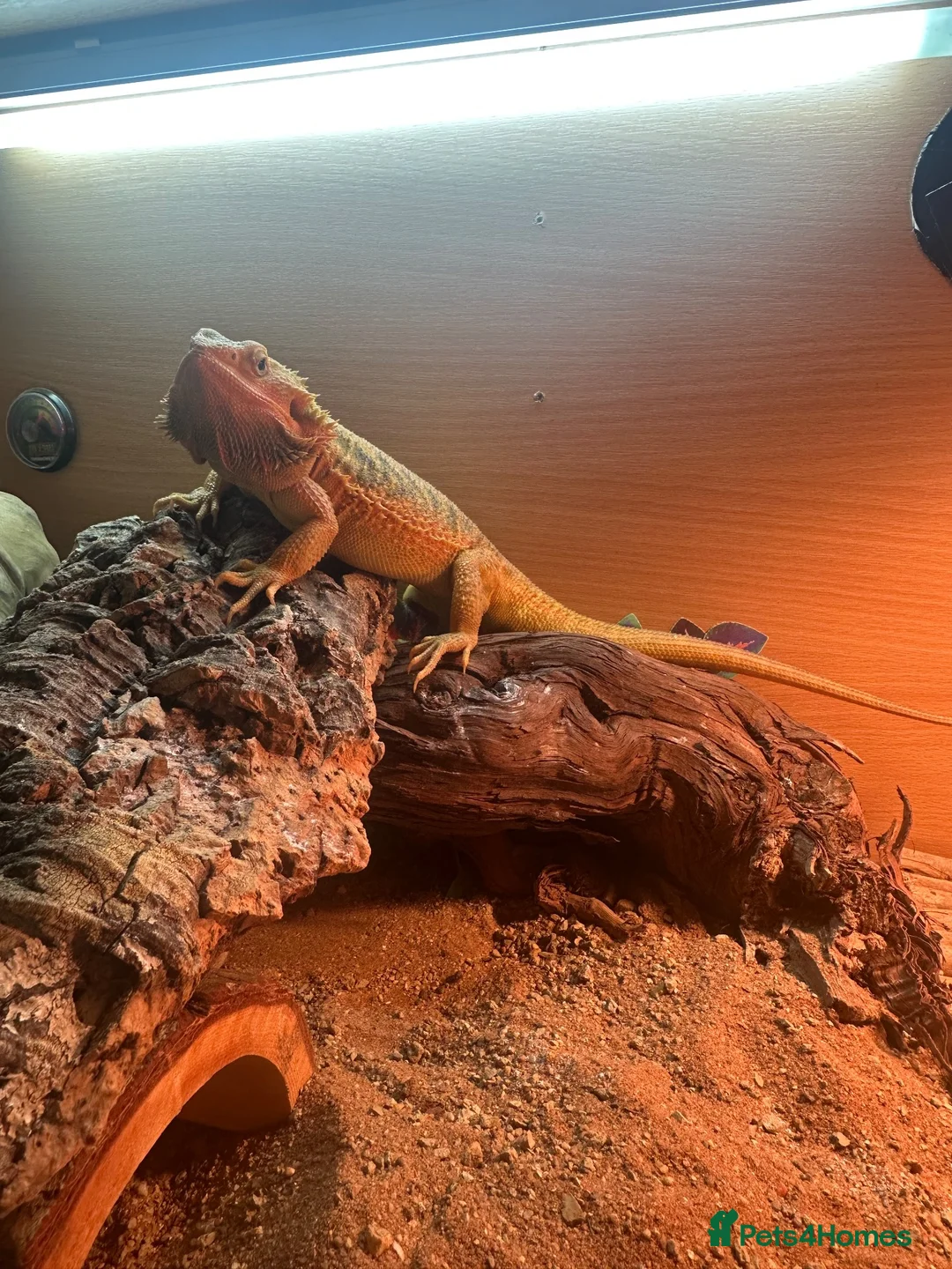 Bearded Dragon reptiles for sale: Bearded Dragon in Wrexham - Advert 1