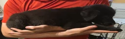 German Shepherd dogs for sale: German Shepard x Labrador pups for sale - Advert 13
