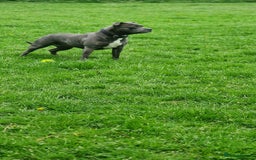 Staffordshire Bull Terrier dogs for sale: KC blue Staffordshire bull terriers - Image 12