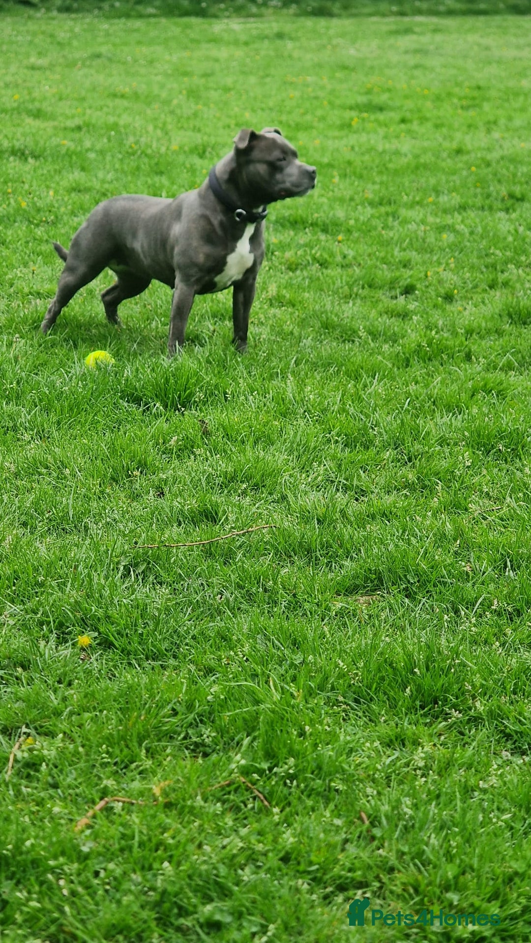 Staffordshire Bull Terrier dogs for sale: KC blue Staffordshire bull terriers - Image 12