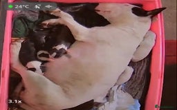 English Bull Terrier dogs for sale: English bull terrier puppy’s  - Image 2