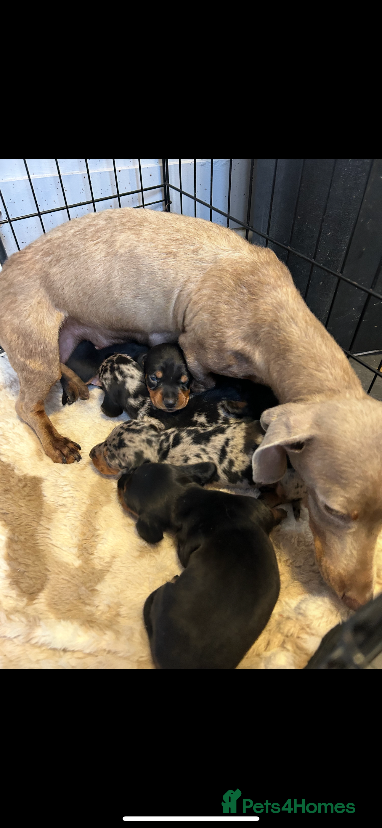 Miniature Dachshund dogs Very beautiful miniature dachshund puppies in Harlow - Advert 1