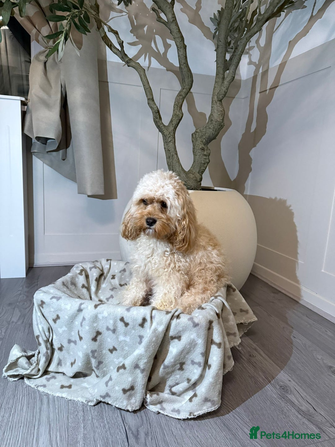 Cavapoo dogs for sale: F1B Cavapoo puppies  - Advert 2