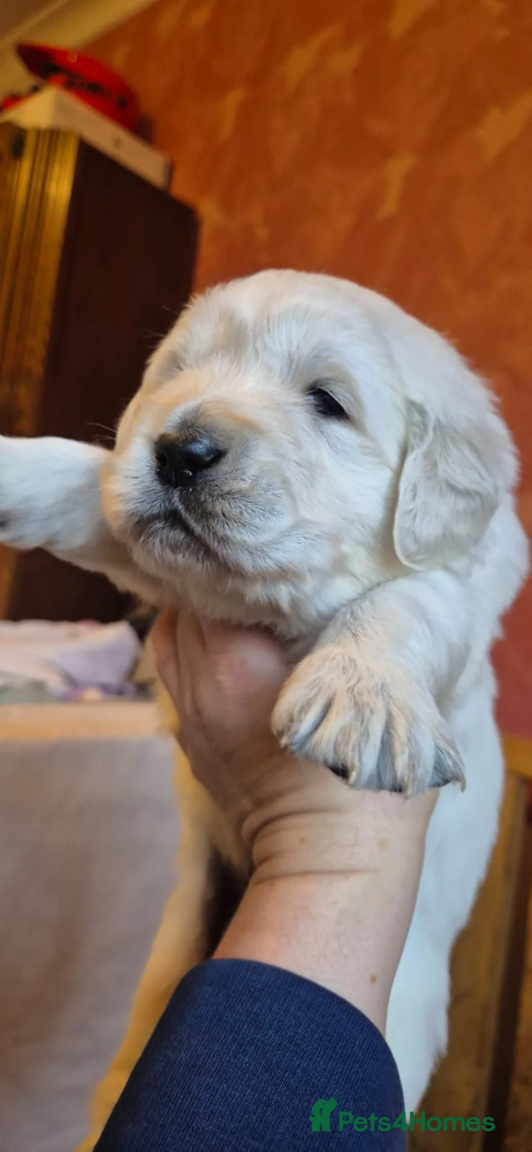 Golden Retriever dogs for sale: KC Registered Golden Retriever Glasgow  - Advert 2