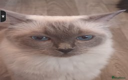 Ragdoll cats for sale: Rare Ragdoll kitten - Image 4