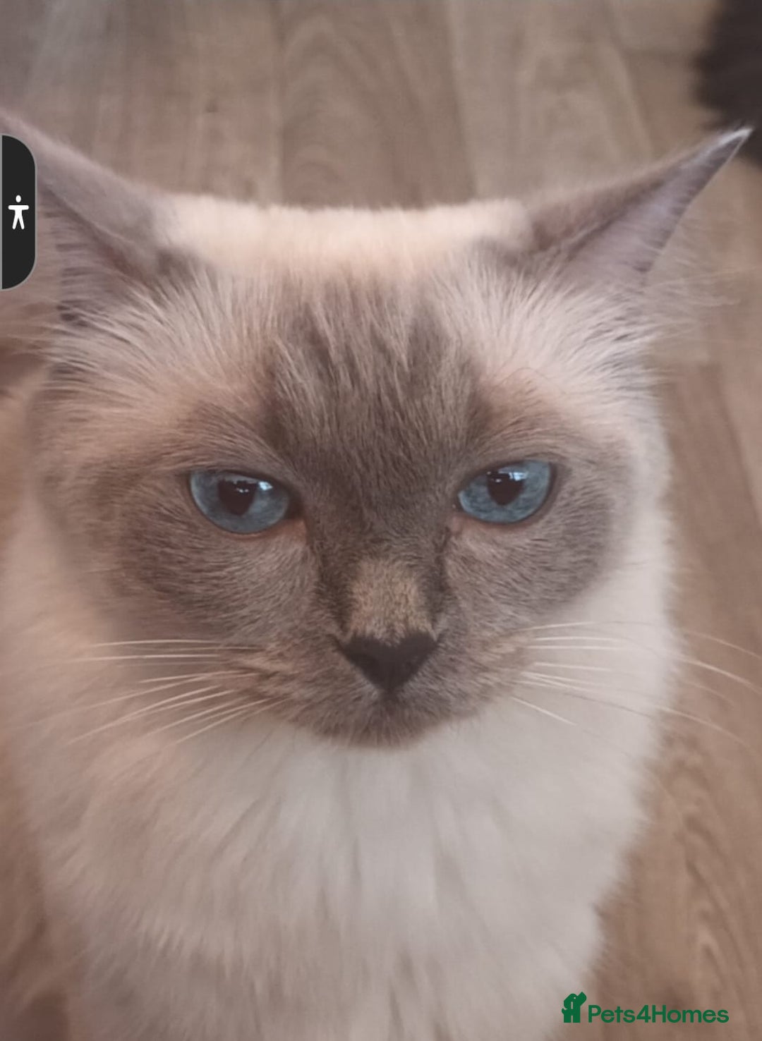 Ragdoll cats for sale: Rare Ragdoll kitten - Image 4