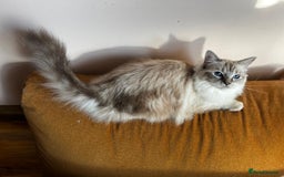 Ragdoll cats for sale: GCCF Ragdoll  - Image 7