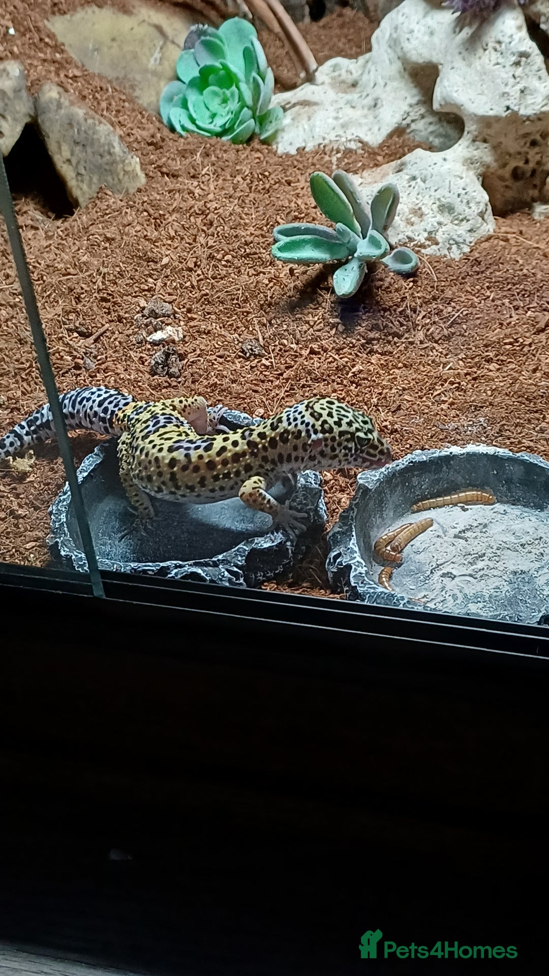 Leopard Gecko reptiles for sale: Leperd geko and set up - Advert 3