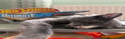 Russian Blue cats for sale: Russian blue x british shorthair in Pershore - Advert 8