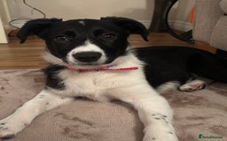 Border Collie dogs for sale: Female border collie  - Image 3