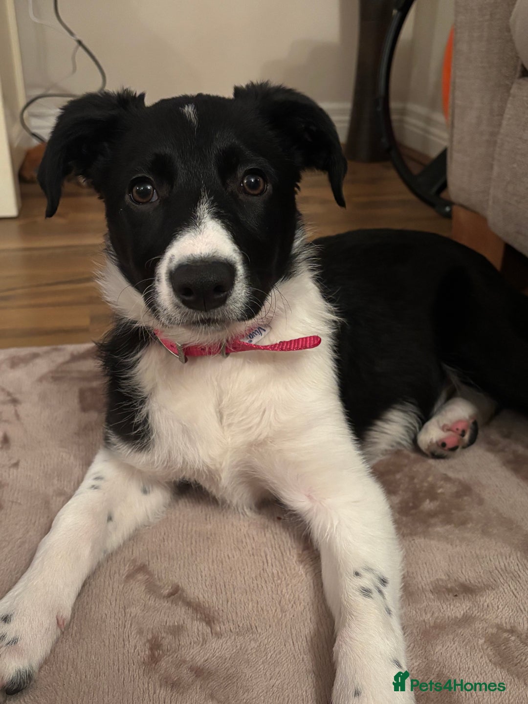Border Collie dogs for sale: Female border collie  - Image 3