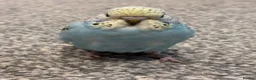 Budgerigars birds for sale: Baby budgies for sale Wigan  - Advert 14