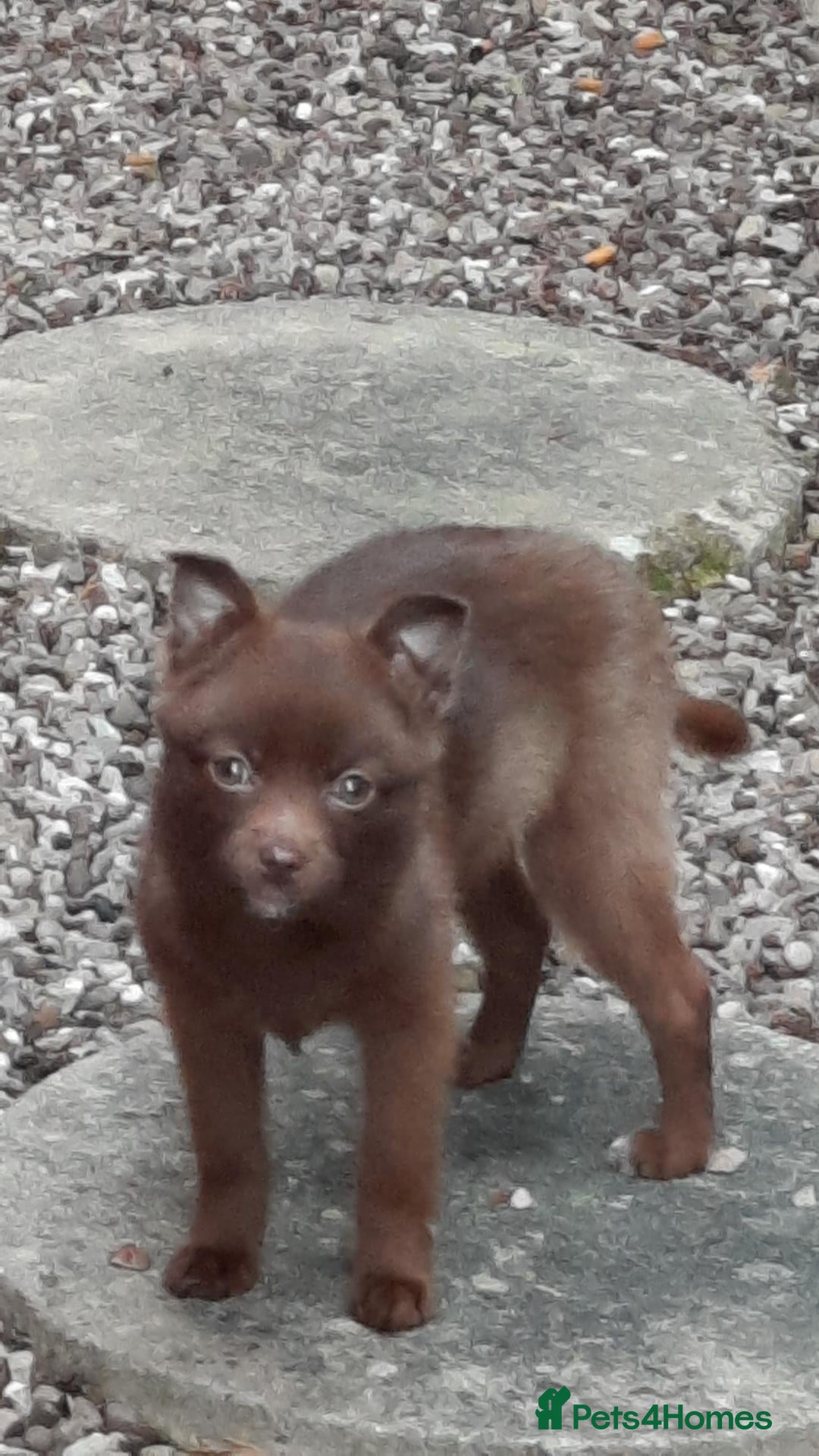 Pomsky dogs Pomsky red toy breed - Advert 1