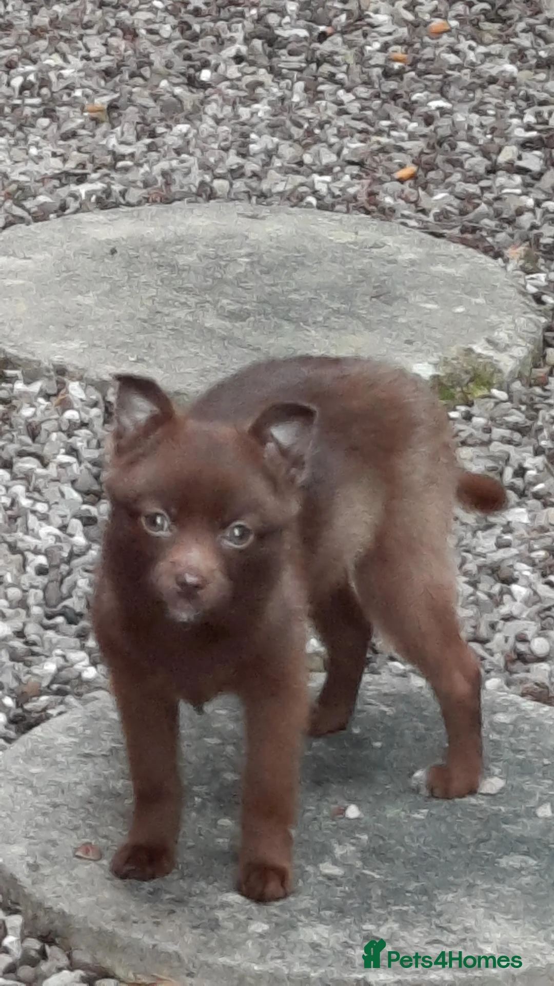 Pomsky dogs for stud: Pomsky red toy breed - Advert 1