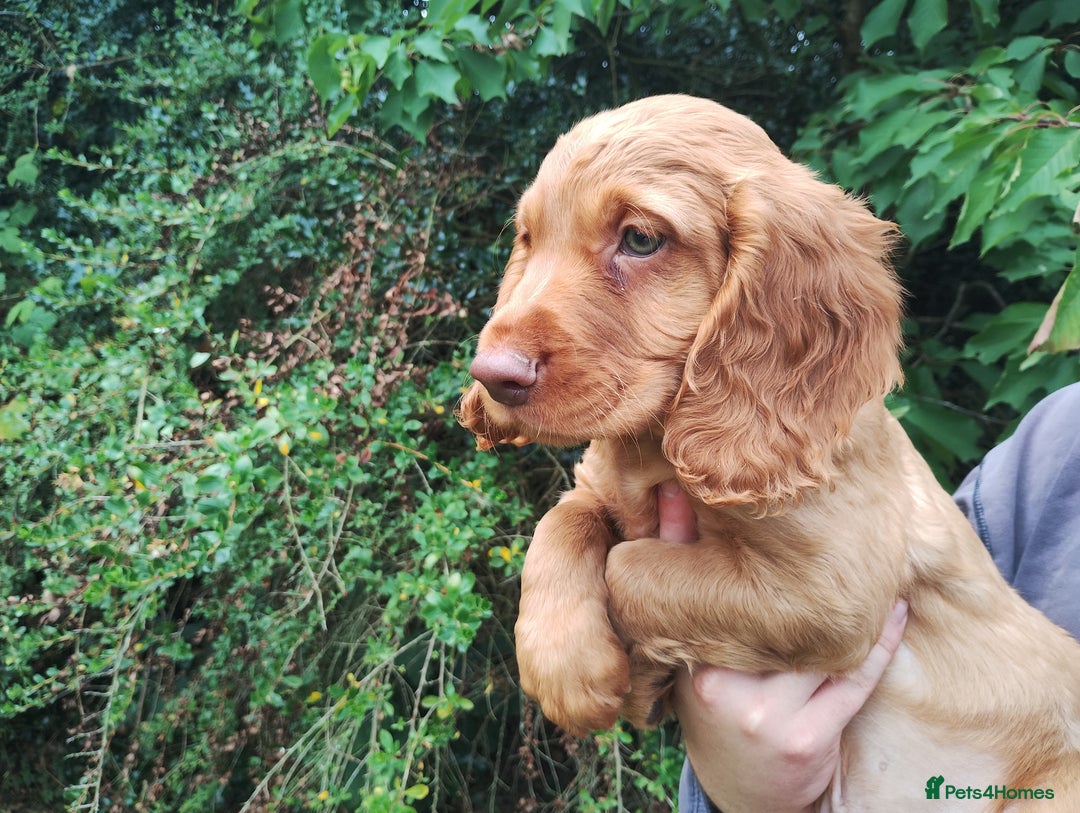Cocker Spaniel dogs for sale: Cocker Spaniel Puppies - Image 5