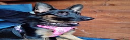 German Shepherd dogs for sale: Rehoming due to my health - Advert 1