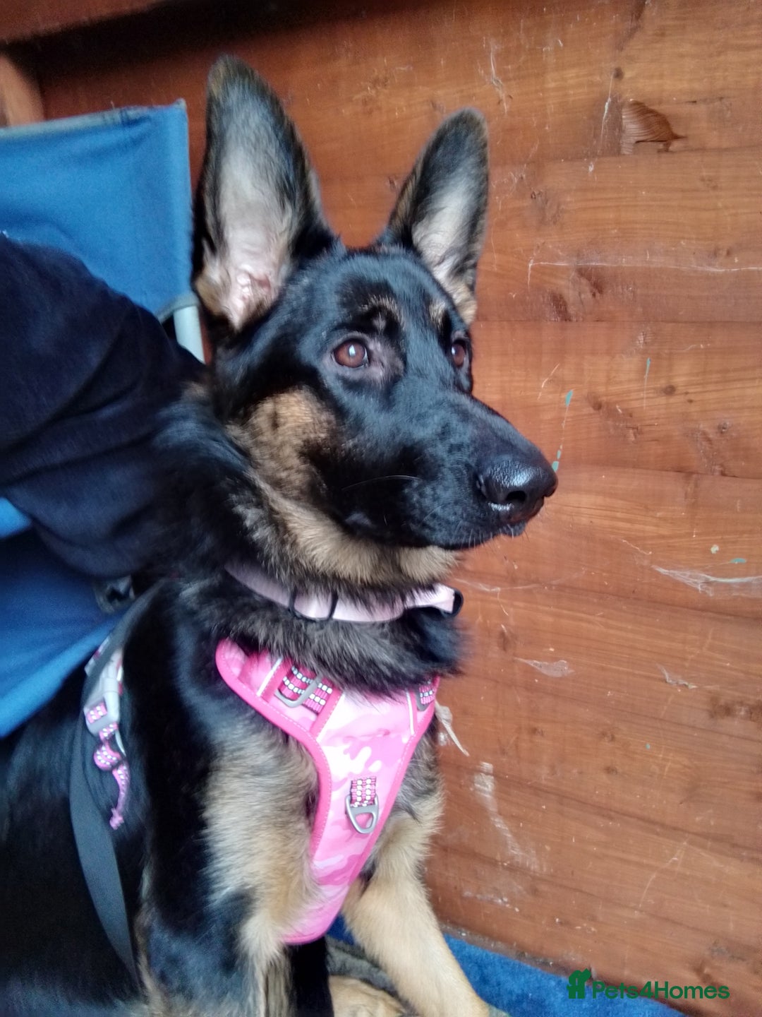 German Shepherd dogs for sale: Rehoming due to my health - Advert 1