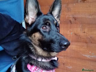 German Shepherd dogs Rehoming due to my health - Advert 1
