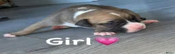 Mixed Breed dogs for sale: American bulldog X staffy pups  - Advert 9