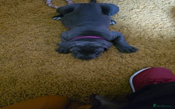 Cane Corso dogs for sale: My puppies  - Image 13
