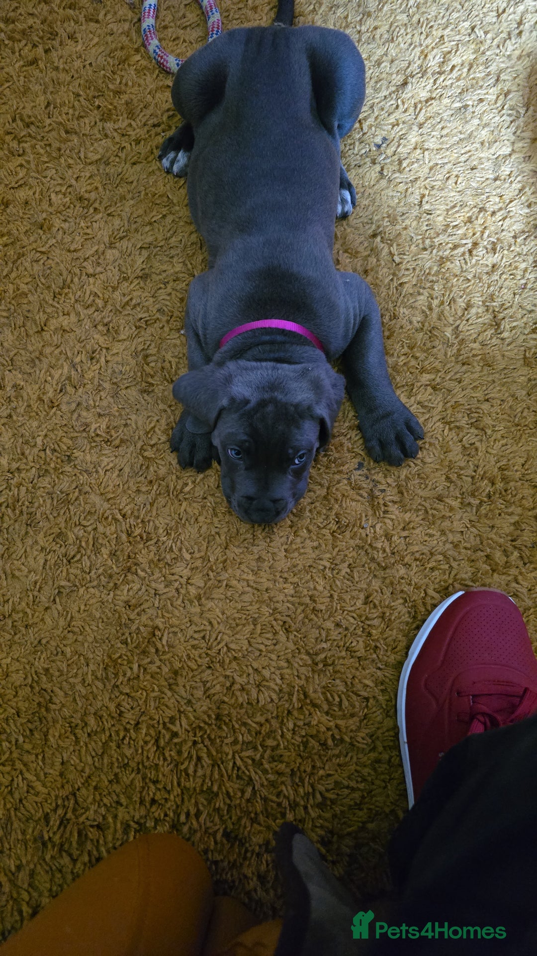 Cane Corso dogs for sale: My puppies  - Image 13