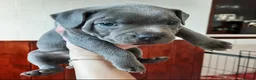 Staffordshire Bull Terrier dogs for sale: Full Respect Trained Staffordshire Bull Puppies in Worthing - Advert 9