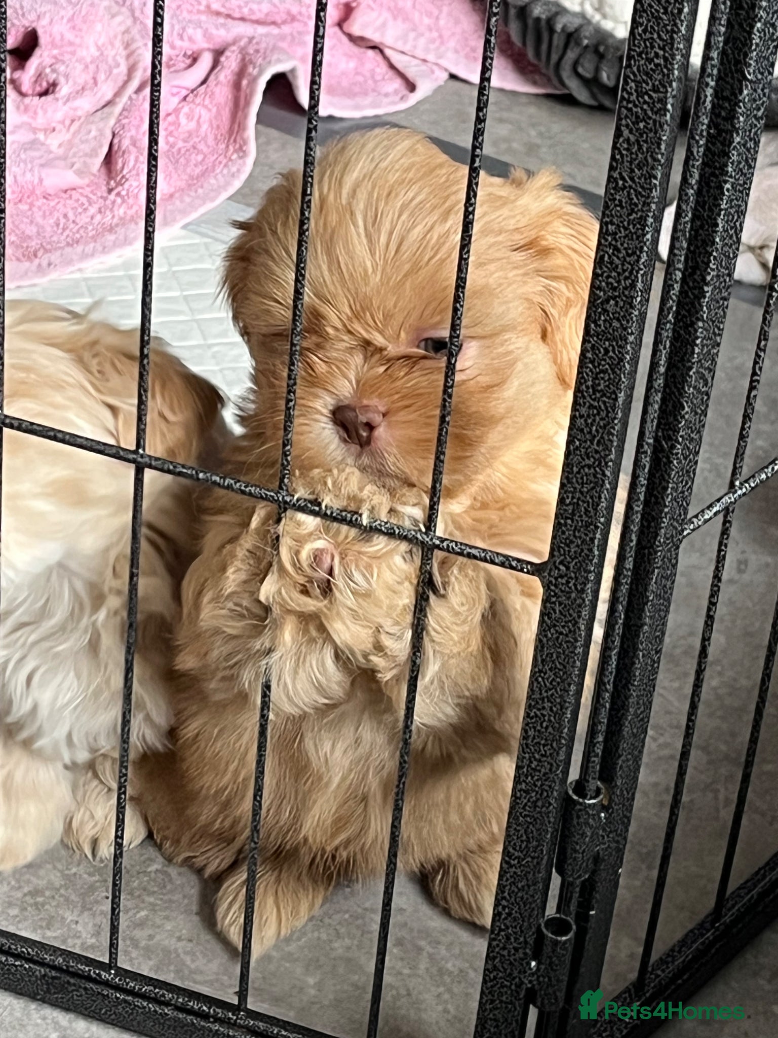 Shih Tzu dogs for sale: Gorgeous shitzu puppies in Lydney - Advert 18