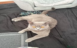 British Shorthair cats for sale: British short hair for sale - Image 5