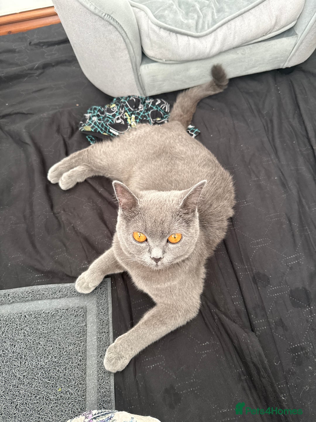 British Shorthair cats for sale: British short hair for sale - Image 5